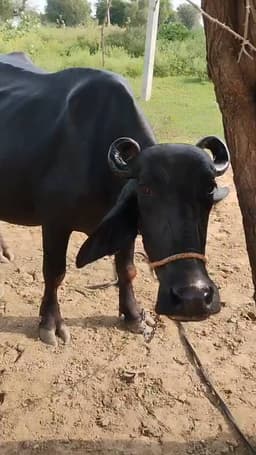 भैंस (Buffalo) - मुर्रा बयाने के 6 दिन - पहला ब्यात