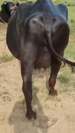 भैंस (Buffalo) - मुर्रा बयाने के 6 दिन - पहला ब्यात