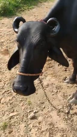 भैंस (Buffalo) - मुर्रा बयाने के 6 दिन - पहला ब्यात