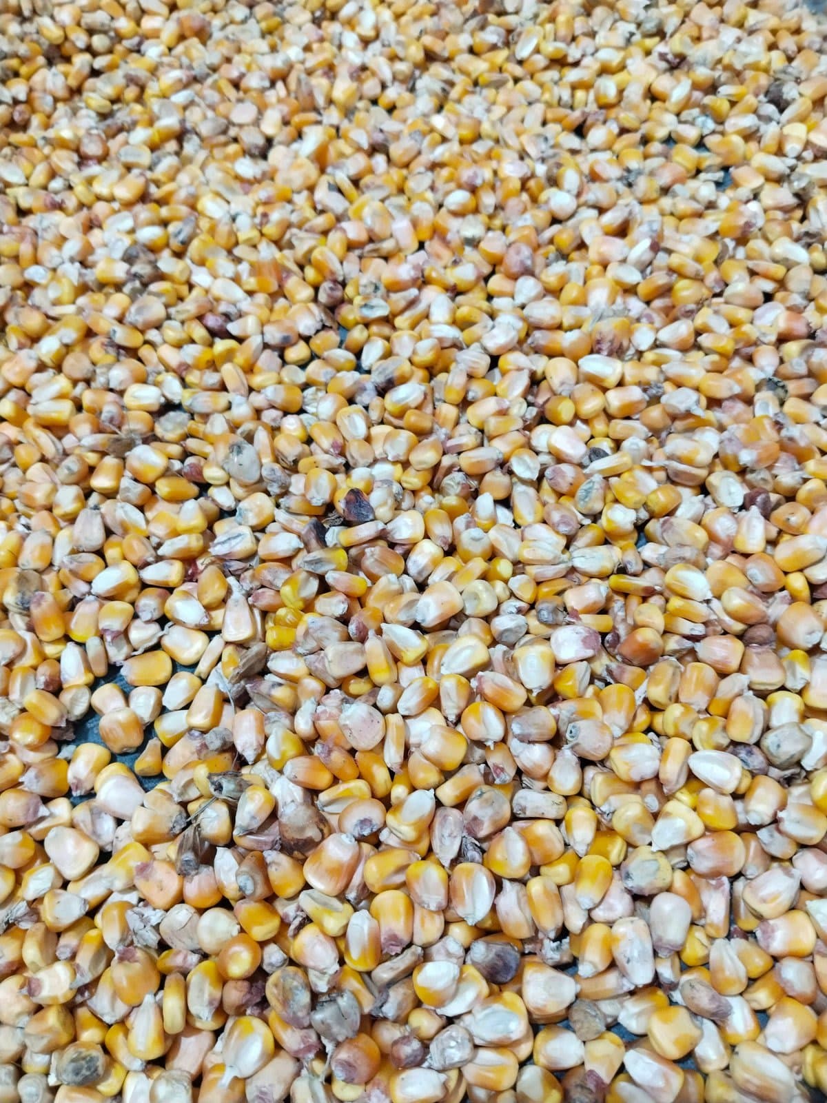मक्का (Maize/Corn)