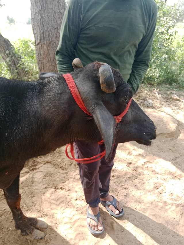 भैंस (Buffalo) - पहला ब्यात - 10L लीटर/दिन