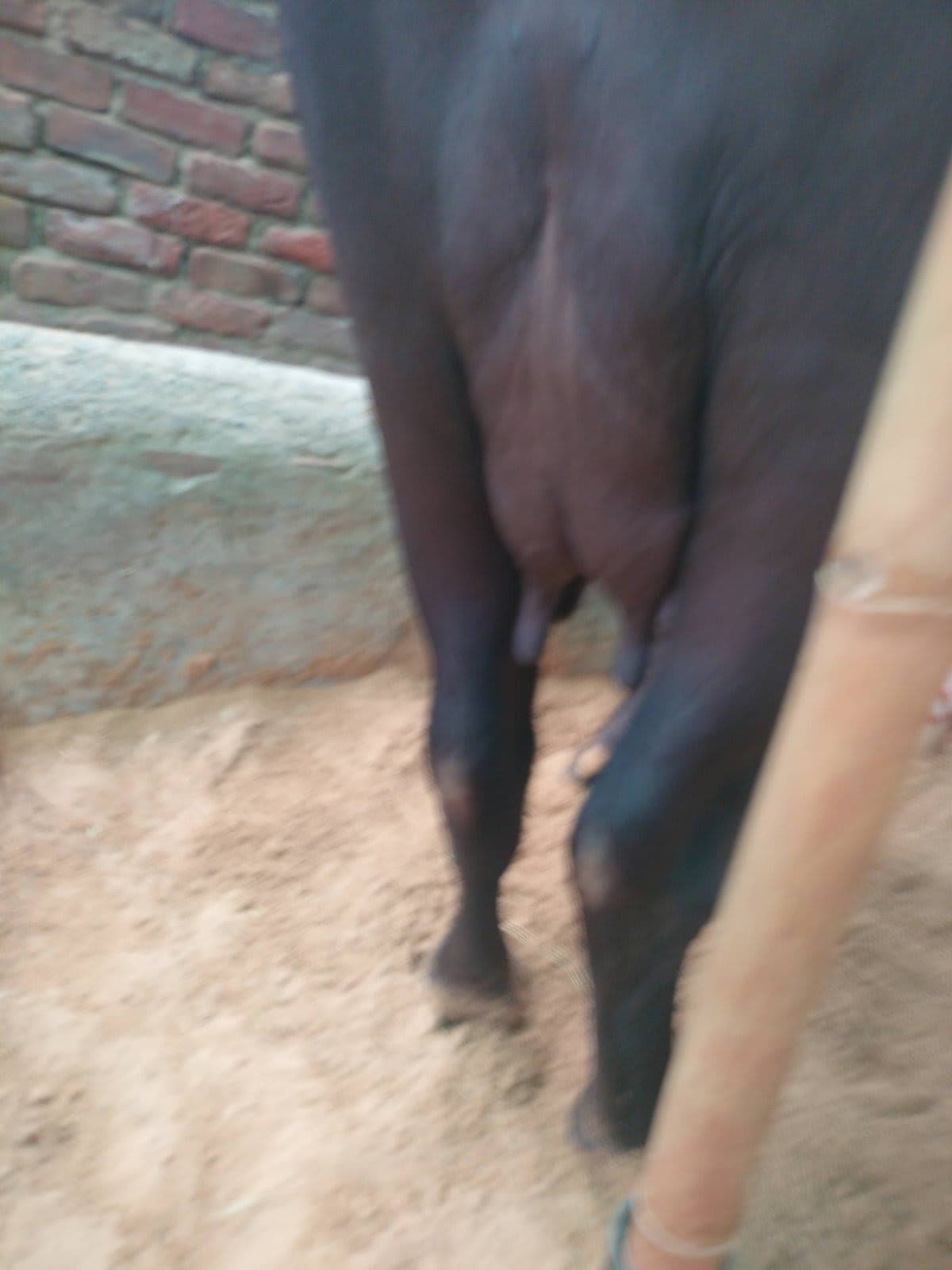 भैंस (Buffalo) - Murra - दूसरा ब्यात - 12L लीटर/दिन