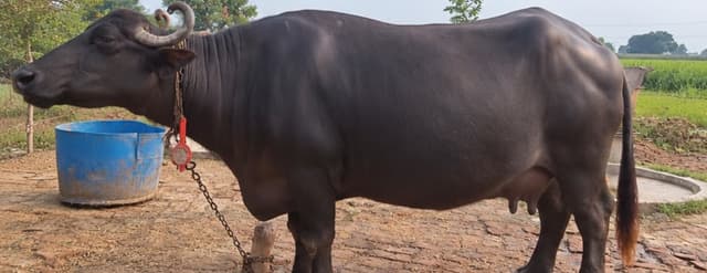 भैंस (Buffalo)