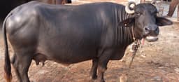 भैंस (Buffalo)