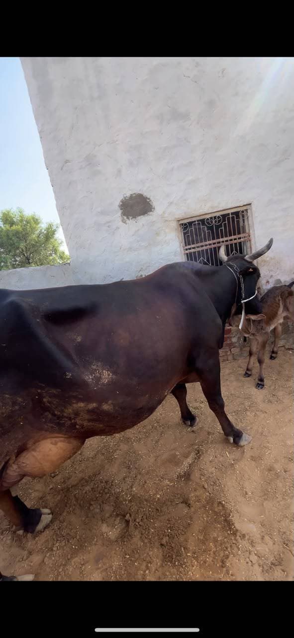 गाय (Cow) - Mix - तीसरा ब्यात - 22L लीटर/दिन