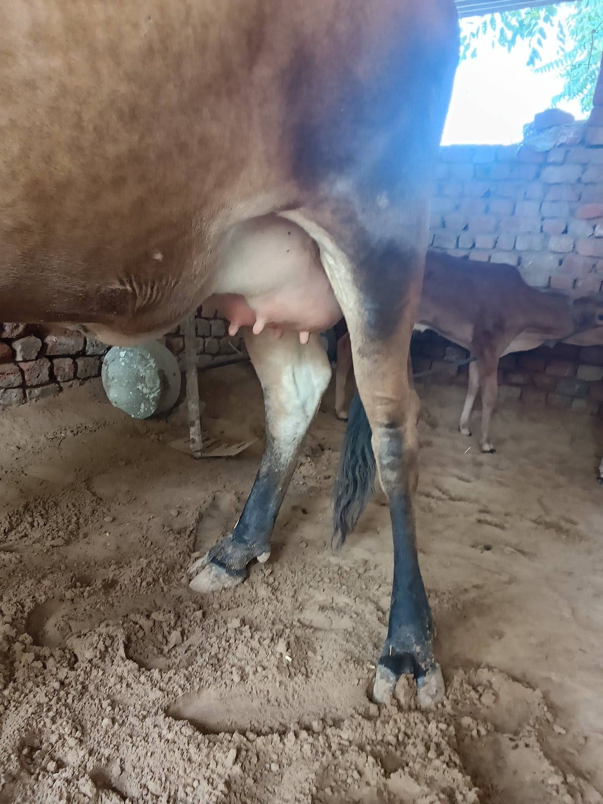 गाय (Cow) - जर्सी - पहला ब्यात - 10L लीटर/दिन