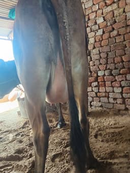 गाय (Cow) - जर्सी - पहला ब्यात - 10L लीटर/दिन