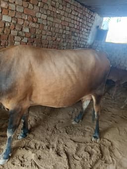 गाय (Cow) - जर्सी - पहला ब्यात - 10L लीटर/दिन