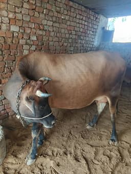 गाय (Cow) - जर्सी - पहला ब्यात - 10L लीटर/दिन