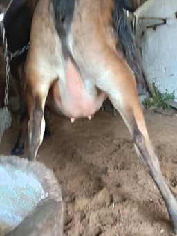 गाय (Cow) - जर्सी - पहला ब्यात - 10L लीटर/दिन