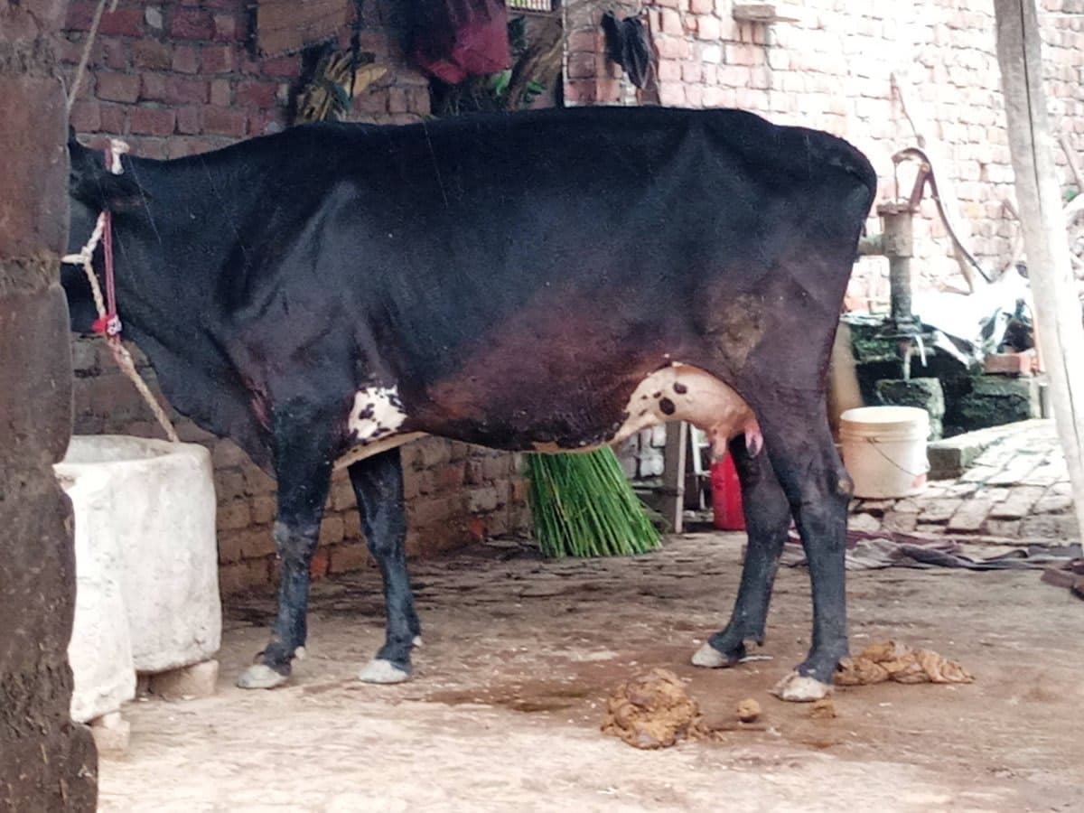 गाय (Cow) - Jarshi - दूसरा ब्यात - 11L लीटर/दिन