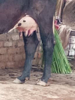 गाय (Cow) - Jarshi - दूसरा ब्यात - 11L लीटर/दिन