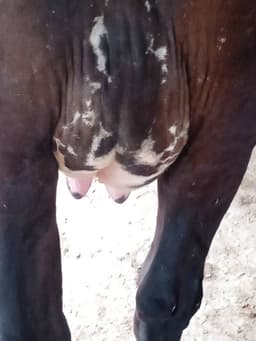 गाय (Cow) - Jarshi - दूसरा ब्यात - 11L लीटर/दिन