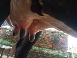 गाय (Cow) - Jarshi - दूसरा ब्यात - 11L लीटर/दिन