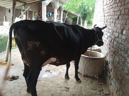 गाय (Cow) - Jarshi - दूसरा ब्यात - 11L लीटर/दिन
