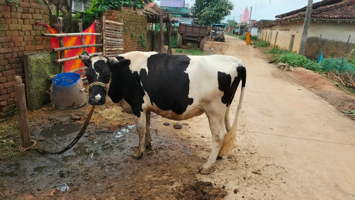 Hf - ब्याही नहीं ब्यात
