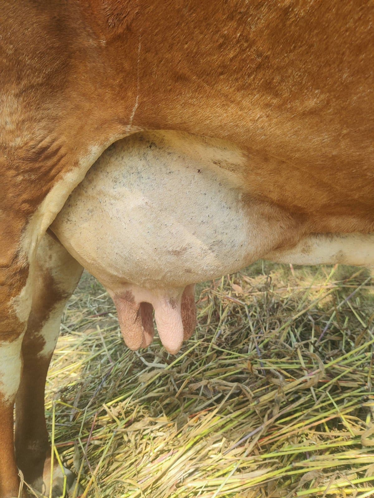 गाय (Cow)
