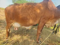गाय (Cow)