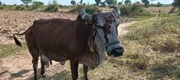 गाय (Cow)