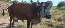 गाय (Cow)