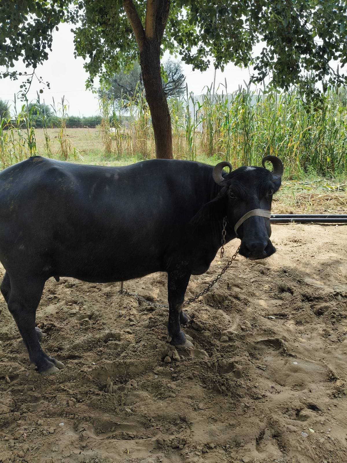 भैंस (Buffalo)