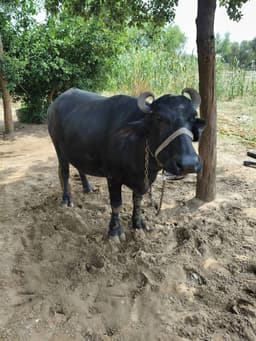 भैंस (Buffalo)