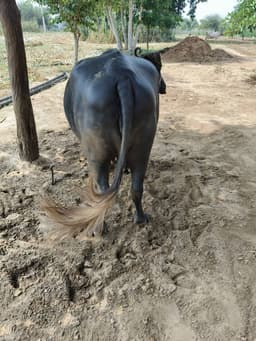 भैंस (Buffalo)
