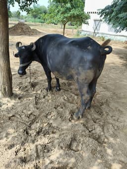 भैंस (Buffalo)