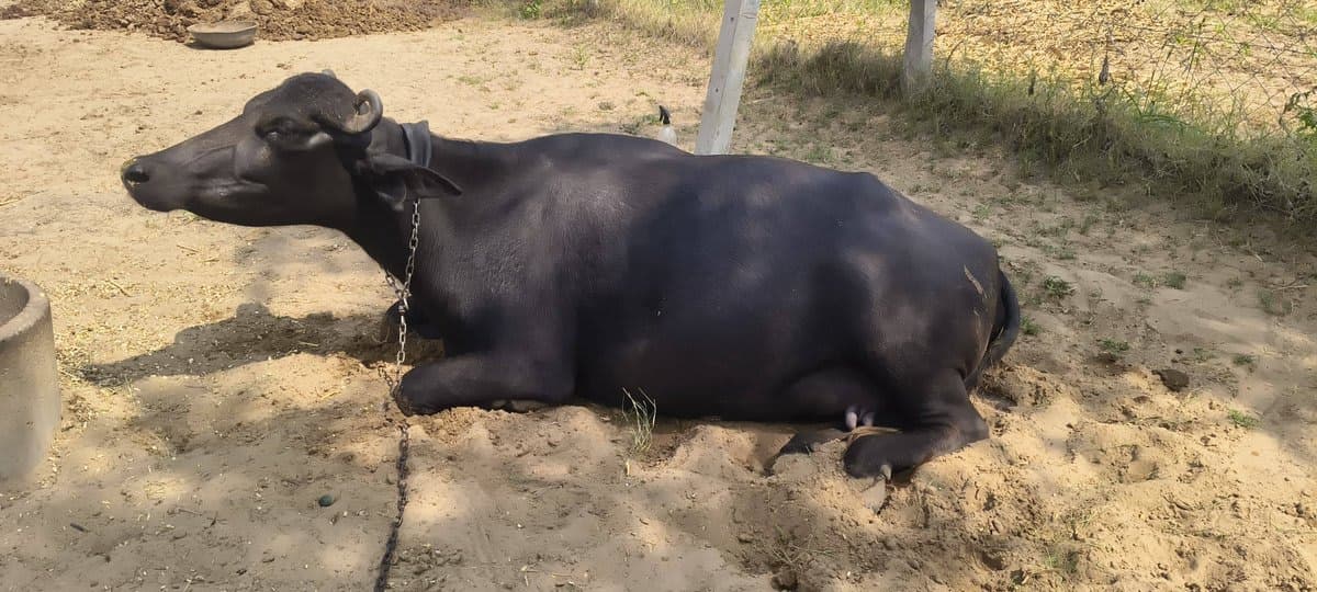 भैंस - पहला ब्यात - 8L लीटर/दिन