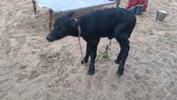 भैंस - पहला ब्यात - 8L लीटर/दिन