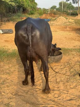 भैंस (Buffalo) - दूसरा ब्यात