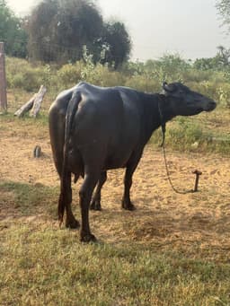 भैंस (Buffalo) - दूसरा ब्यात