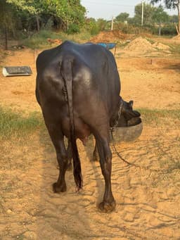भैंस (Buffalo) - दूसरा ब्यात