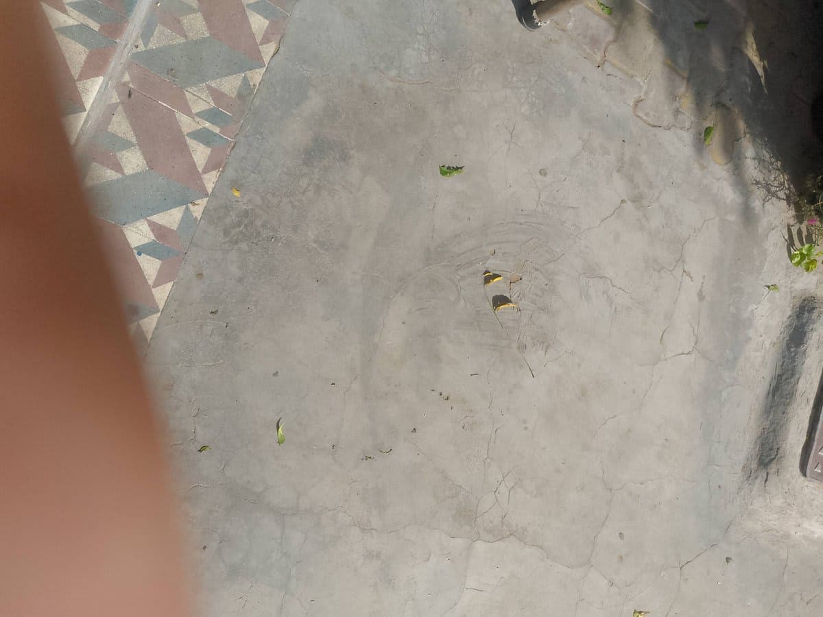 गाय (Cow) - Konkaraj cow - चौथा ब्यात - 15L लीटर/दिन