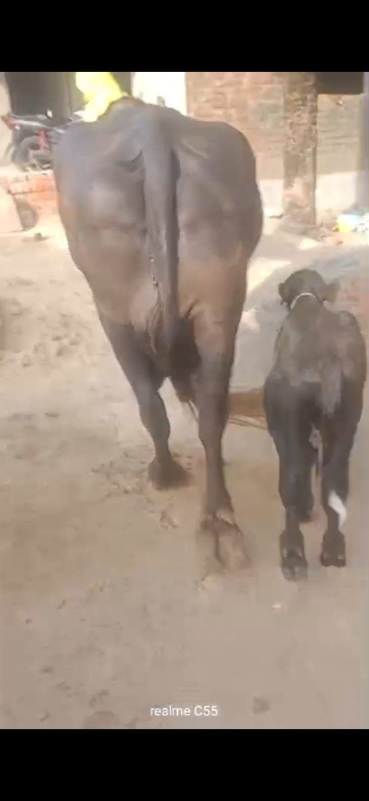 मुर्रा - चौथा ब्यात - 15L लीटर/दिन