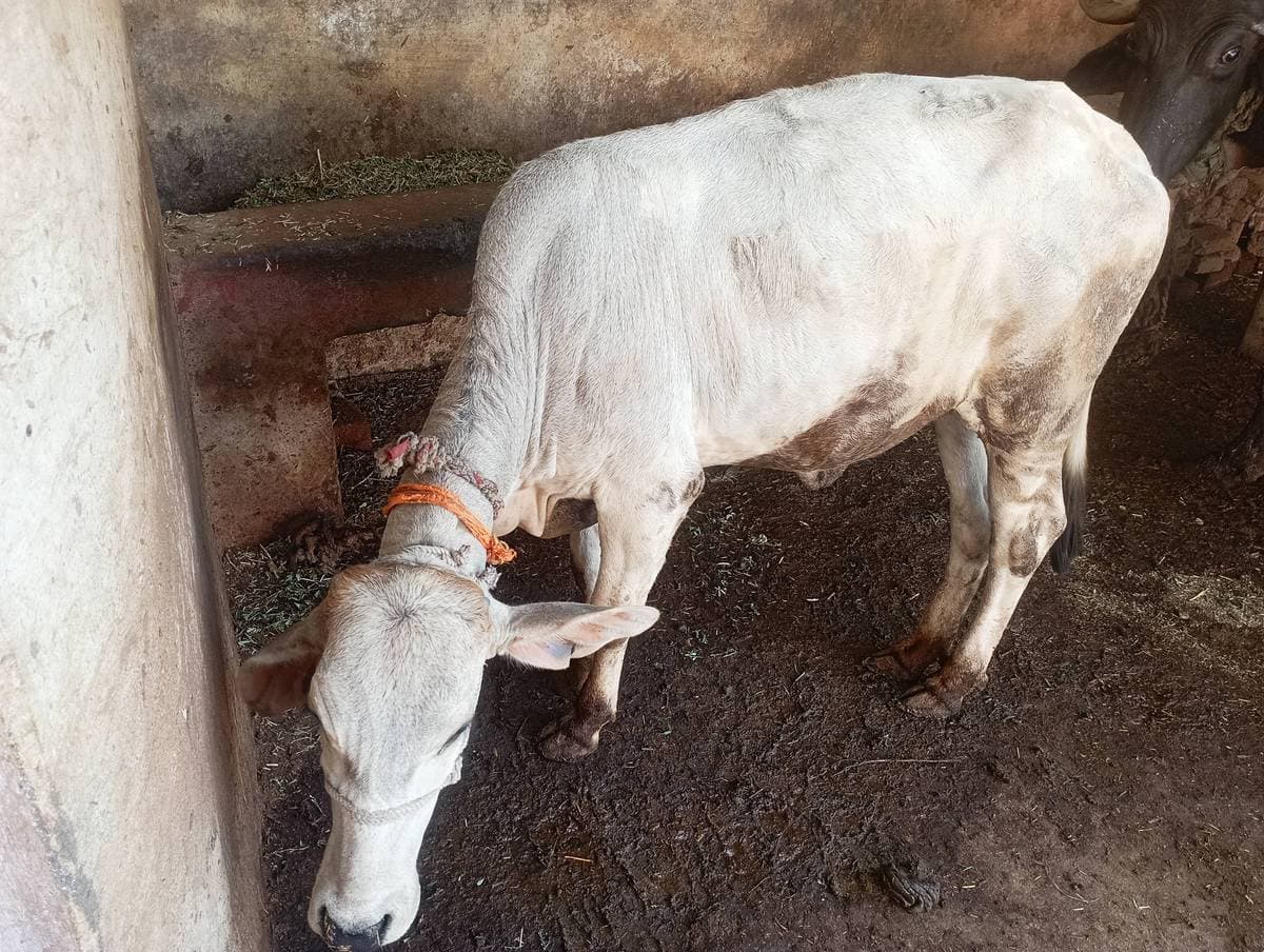 गाय (Cow) - साहीवाल - ब्याही नहीं ब्यात - 0L लीटर/दिन