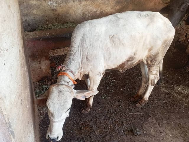 गाय (Cow) - साहीवाल - ब्याही नहीं ब्यात - 0L लीटर/दिन