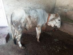 गाय (Cow) - साहीवाल - ब्याही नहीं ब्यात - 0L लीटर/दिन