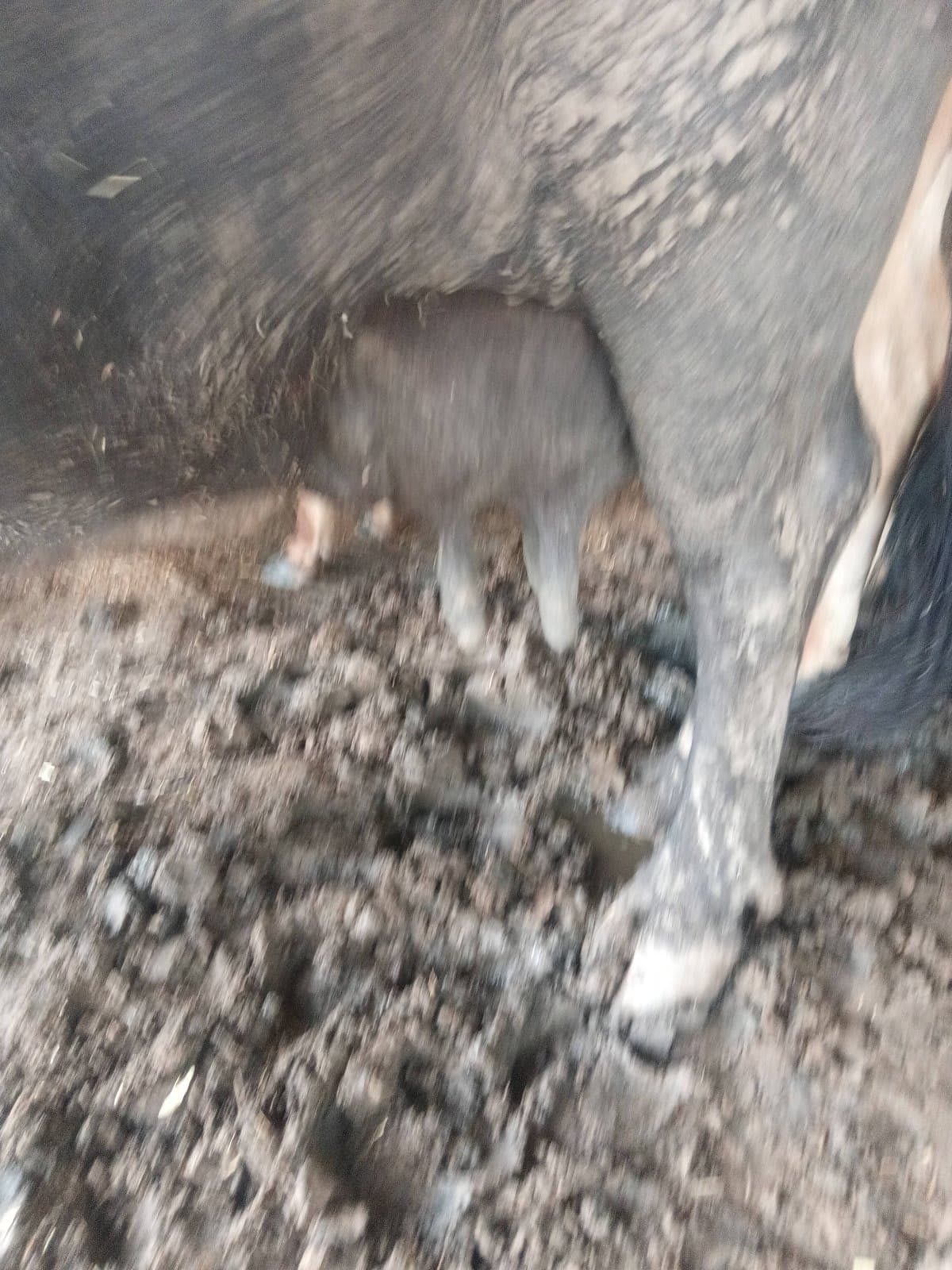 Buffalo - तीसरा ब्यात - 0L लीटर/दिन