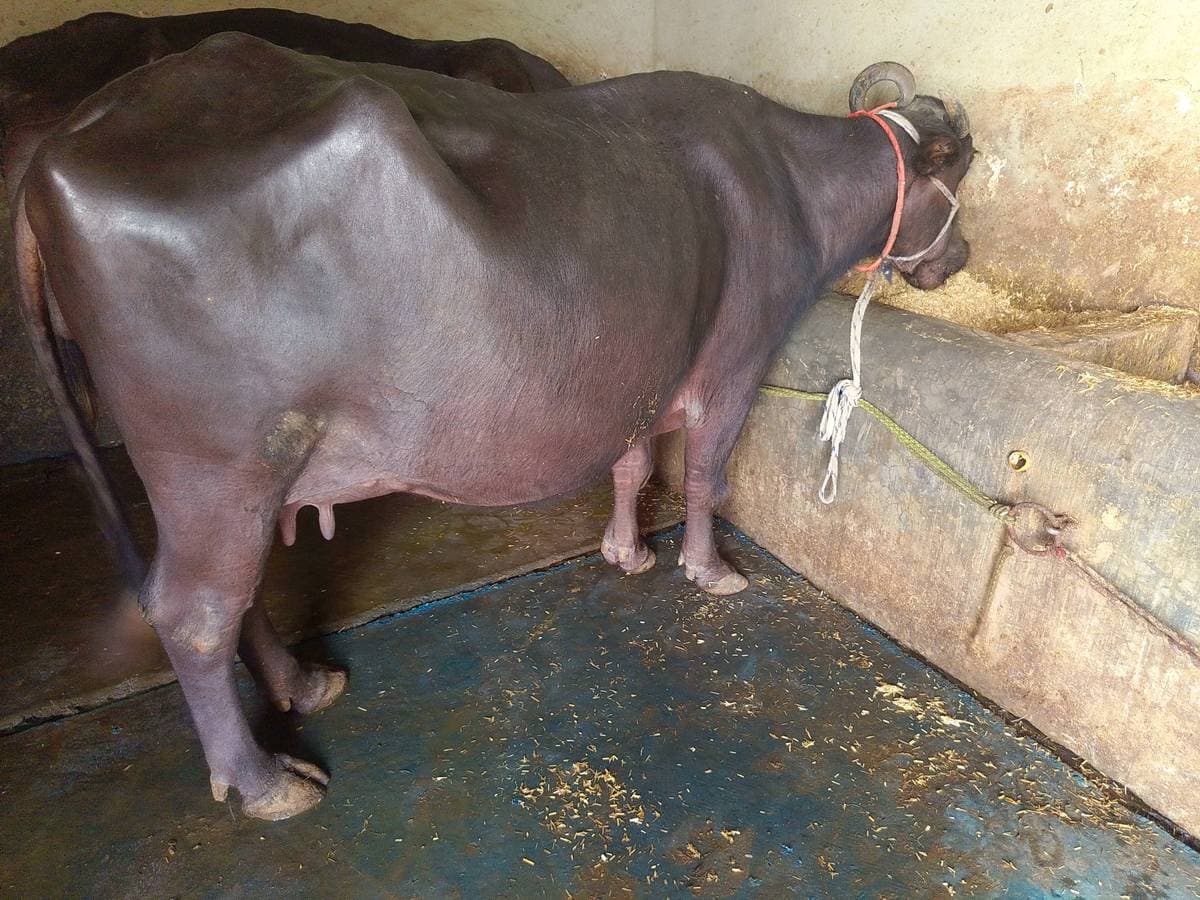 Buffalo - Murra - तीसरा ब्यात - 10L लीटर/दिन