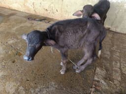 Buffalo - Murra - तीसरा ब्यात - 10L लीटर/दिन
