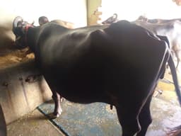 Buffalo - Murra - तीसरा ब्यात - 10L लीटर/दिन