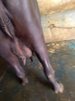 Buffalo - Murra - तीसरा ब्यात - 10L लीटर/दिन