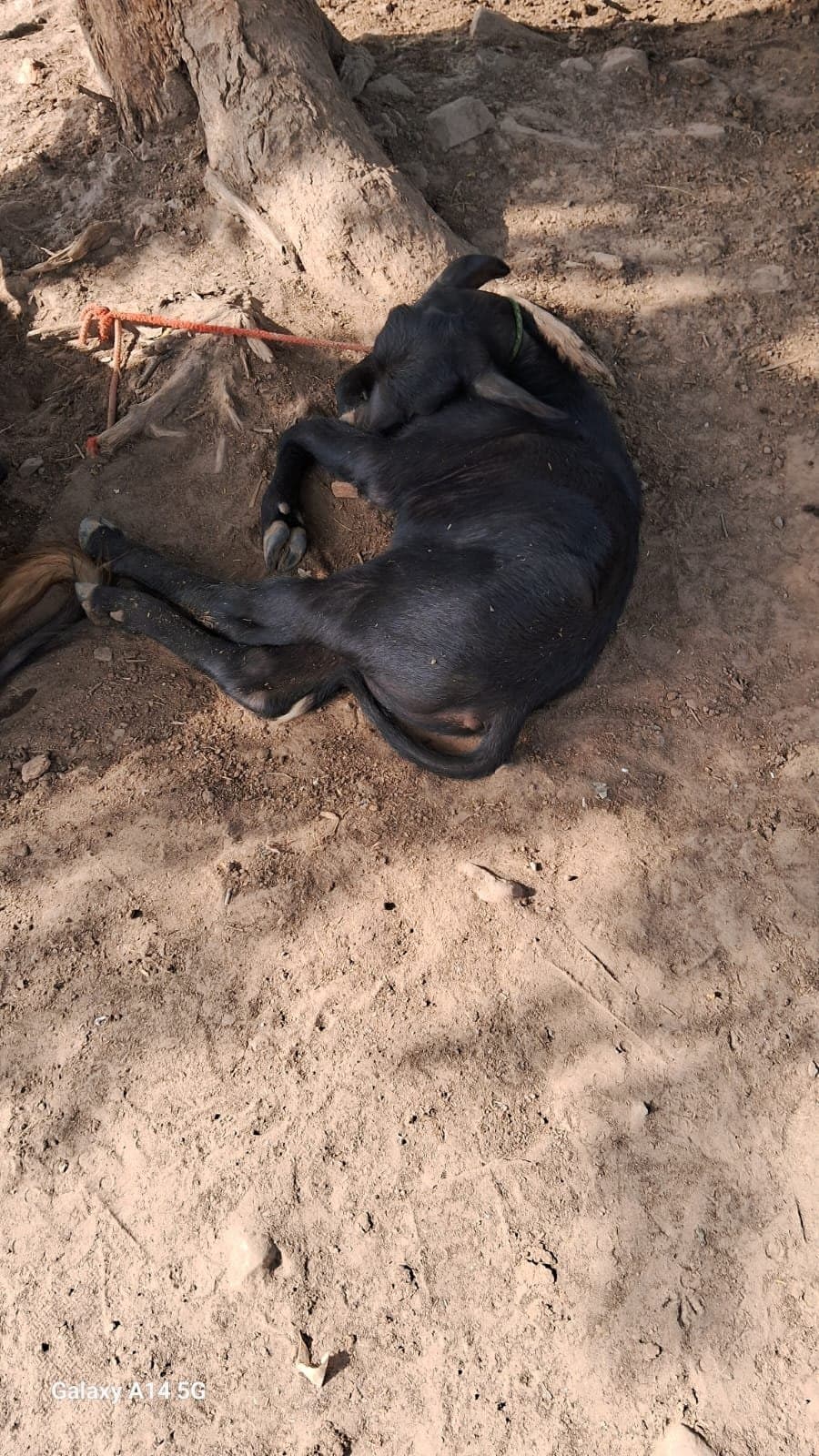 Buffalo - दूसरा ब्यात - 11L लीटर/दिन