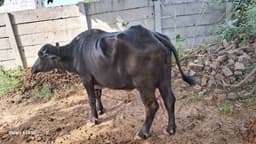 Buffalo - दूसरा ब्यात - 11L लीटर/दिन