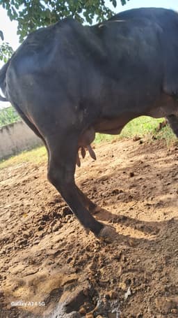 Buffalo - दूसरा ब्यात - 11L लीटर/दिन