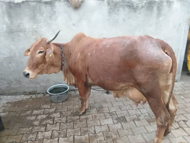 गाय (Cow) - Sahiwal - तीसरा ब्यात - 16L लीटर/दिन