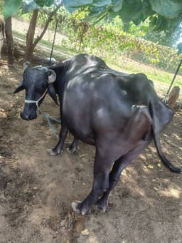 भैंस (Buffalo) - तीसरा ब्यात