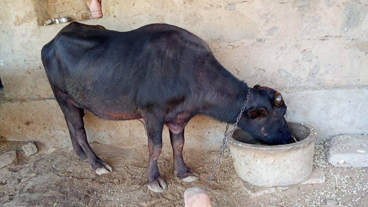 Buffalo - Murrah - पहला ब्यात - 8L लीटर/दिन