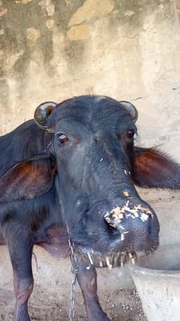 Buffalo - Murrah - पहला ब्यात - 8L लीटर/दिन